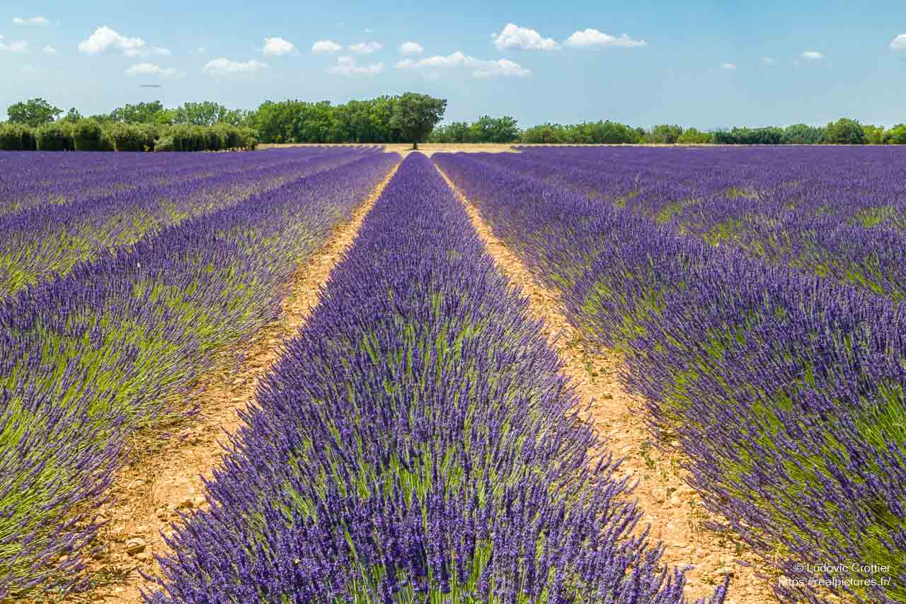 Lavande en fleur sur le plateau de Valensole