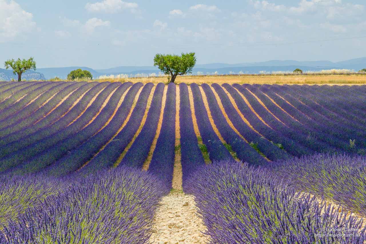 Lavande en fleur sur le plateau de Valensole