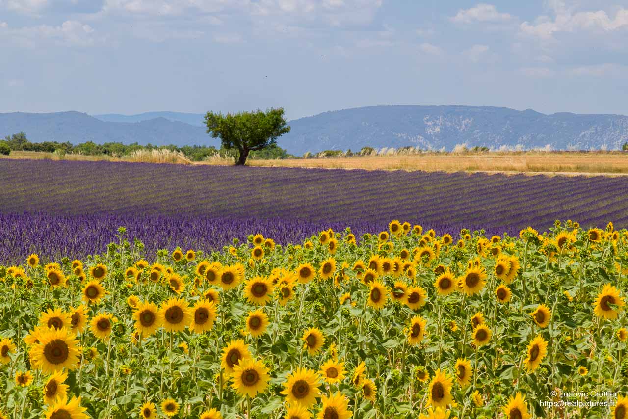 Lavande et tournesol à Valensole