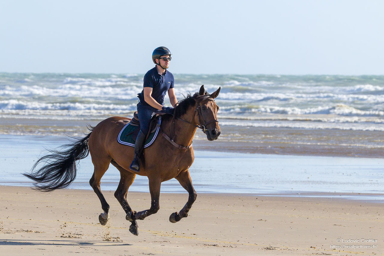 Balade à cheval sur la plage - Noé sur Forever